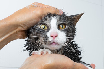cat grooming. Funny cat taking shower or bath. Man washing cat. Pet hygiene concept. Wet cat.
