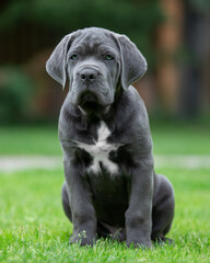 Grey schenko cane corso in the park