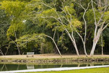 Linda Paisagem em parque, com banquinho antigo entre grandes árvores, Lago e muito verde em volta, lembrando nostálgica paisagem rural do interior, localizado em Caldas Novas, Goiás, Brasil.