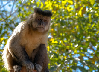 Lindo macaco-prego-amarelo fotografado em mata de parque aquático em Caldas Novas, Goiás, Brasil.
