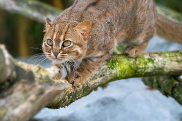 Rusty-spotted cat climbing on log. In captivity at Hamerton Zoo