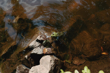 A green frog sits on a rock in a lake 