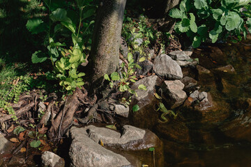 A green frog sits on a rock in a lake 