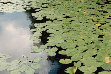 Beautiful lilies growing in the pond