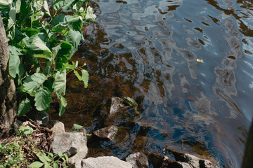 A green frog sits on a rock in a lake 