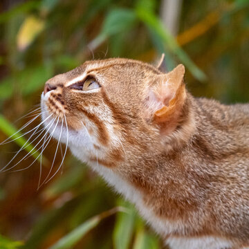 Inquisitive rusty-spotted cat looking up. In captivity at the zoo