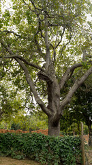 Paisagem de parque aquático com grande arvoré e muita vegetação em volta, localizado em Caldas Novas, Goiás, Brasil.