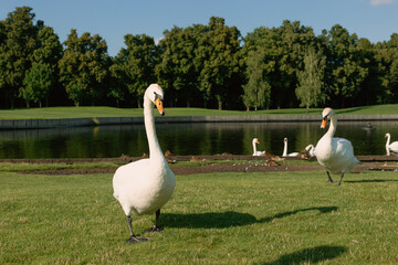 Beautiful white swans in the park on the grass and in the lake