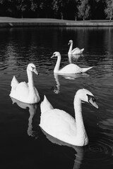 Beautiful white swans in the park on the grass and in the lake
