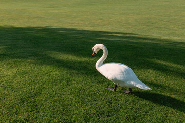 Beautiful white swans in the park on the grass and in the lake