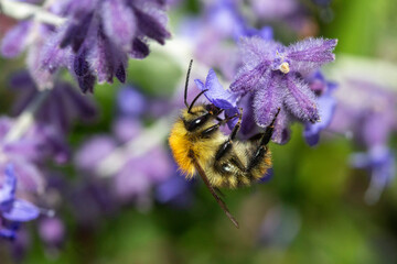 Small bee on Salvia 'Blue Spire' (Russian sage, perovskia)