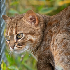 Naklejka na ściany i meble Rusty-spotted cat near to fence. Held captive in zoological collection