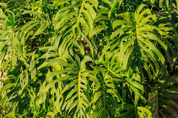 costela-de-adão, adam's rib, Monstera deliciosa