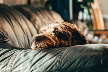 dog in bed