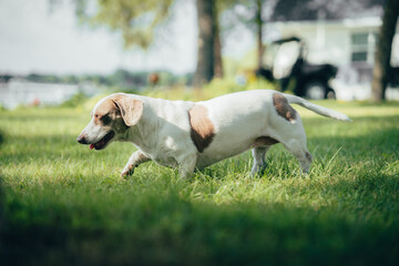 Cute old dog