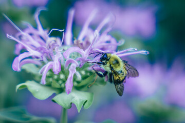 bee on a flower