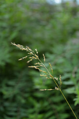 close up of a pine needles