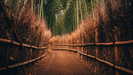 Arashiyama bamboo forest, Kyoto. 