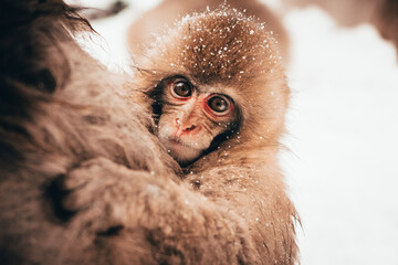 Japanese macaque in a snow environment. Near Hakuba.