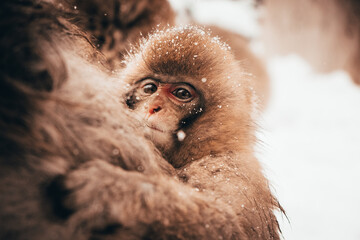 Japanese macaque in a snow environment. Near Hakuba.