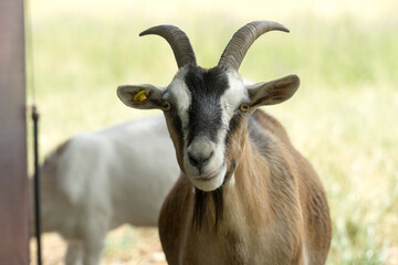 cute goat in the meadow