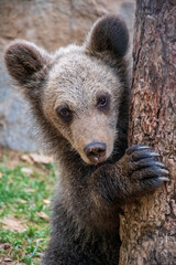 brown bear cub © Krasimir