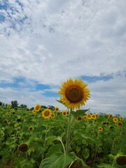 field of sunflowers
