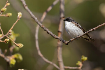 A male European pied flycatcher (Ficedula hypoleuca) perched on a branch.