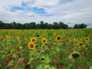 field of sunflowers