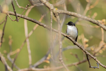 A male European pied flycatcher (Ficedula hypoleuca) perched on a branch.