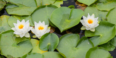 Three white water lilies with orange centers in a row in a patch of wild lily pads © IanDewarPhotography