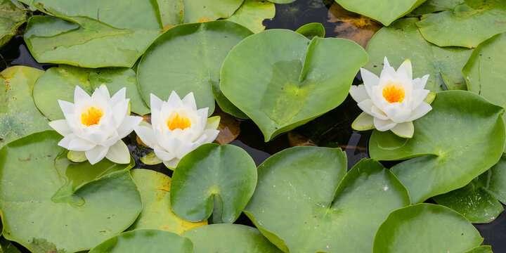 Three white water lilies with orange centers in a row in a patch of wild lily pads