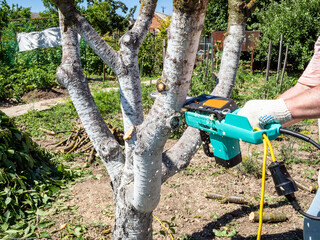 electric saw sawing trunk of tree in garden