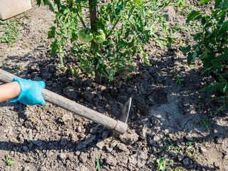 loosening soil near tomato bush with hoe in home garden on sunny summer day