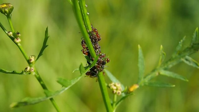Ants take care of a colony of aphids on the stem of plant. Symbiosis of an emmet and aphids in the natural environment.
