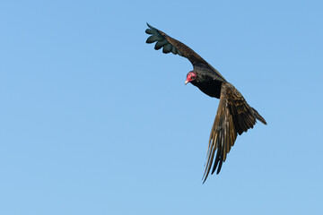 Turkey Vulture makes a sweeping turn against an isolated blue sky.  Its red head contrasts with the dark wings and body