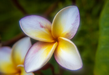 Close up of a beautiful Frangipani flower in Mexico