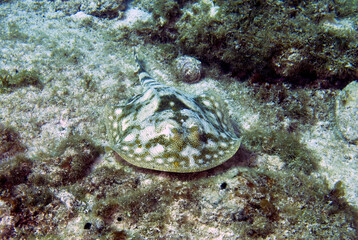 A Yellow Stingray (Urobatis jamaicensis) in Cozumel, Mexico