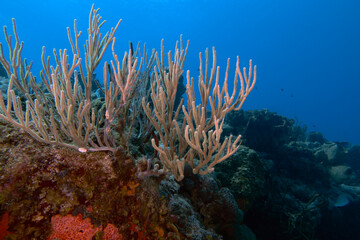 Coral reefs on the island of Cozumel in Mexico