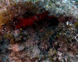 An Arrowhead Crab (Stenorhynchus seticornis) in Cozumel, Mexico