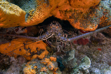 Caribbean Spiny Lobster (Panulirus argus) in Cozumel, Mexico