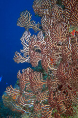 Coral reefs on the island of Cozumel in Mexico