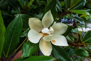 Fototapeten Flower, fruits and foliage of Magnolia grandiflora, Southern magnolia © vahanabrahamyan