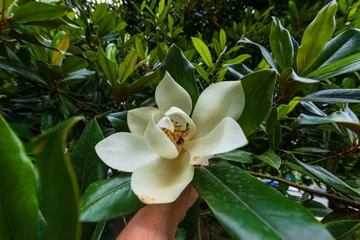 Gardinen Flower, fruits and foliage of Magnolia grandiflora, Southern magnolia © vahanabrahamyan