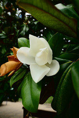 Flower, fruits and foliage of Magnolia grandiflora, Southern magnolia