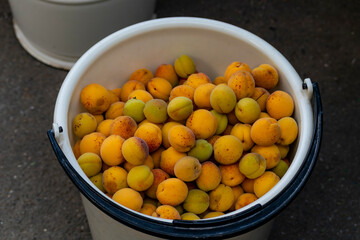 Harvesting apricots. Organic Mediterranean gardening. Healthy eating. A series of pictures.