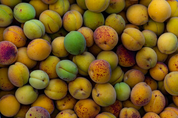 Harvesting apricots. Organic Mediterranean gardening. Healthy eating. A series of pictures.