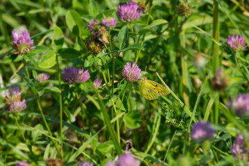 Clouded Yellow (Colias croceus) Butterfly perched on pink flower in Zurich, Switzerland
