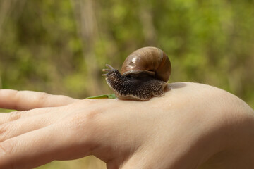 A large snail crawls up the arm close-up on a blurred background. Selective focus.