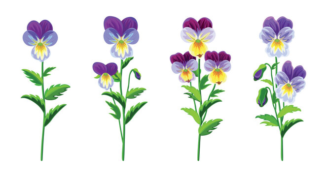 Set of beautiful purple violets in cartoon style. Vector illustration of spring and summer flowers large and small sizes with closed and open buds on white background.